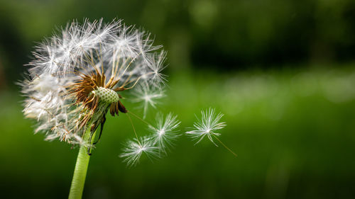 Close-up of dandelion flower