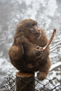 Monkey looking away outdoors