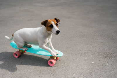 Portrait of dog skateboarding on skateboard