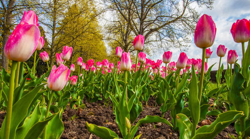 Close-up of pink tulips growing in garden