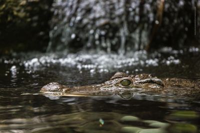 Close-up of crocodile in lake