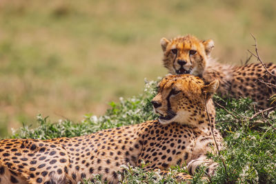 Cheetah with cub on field