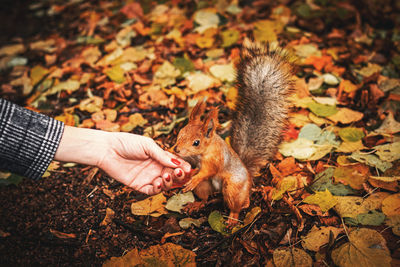 Midsection of person eating leaves during autumn