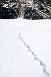 Close-up of snow covered land