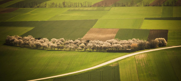 Scenic view of agricultural field