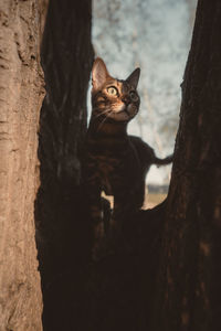 Cat on tree trunk