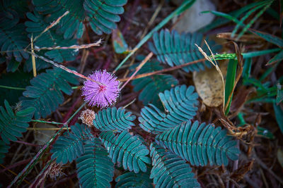 High angle view of purple flowering plant on field