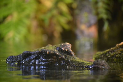 Close-up of crocodile swimming in lake