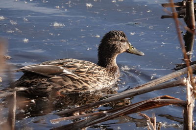 Duck swimming in lake