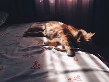 Close-up of cat lying on bed