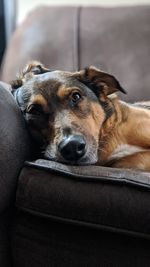 Close-up of dog resting on sofa at home