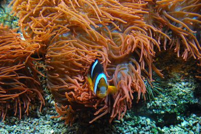 Close-up of fish and coral