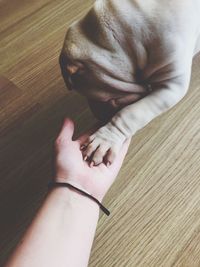 Cropped hand with dog