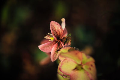 Close-up of flowers growing outdoors