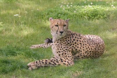 animal