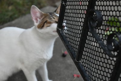 Close-up of cat