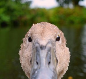 Close up of a bird