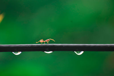 Close-up of ant on leaf