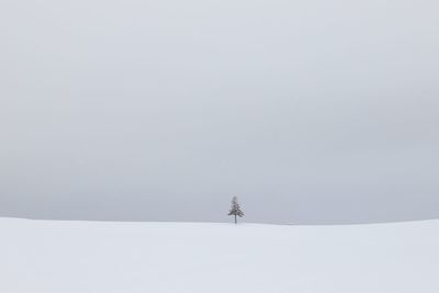 Tree on snow covered field against sky 