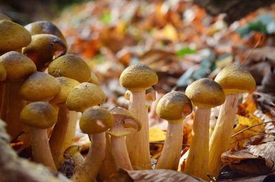 Close-up of mushrooms growing on field