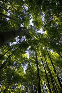 Low angle view of trees in forest