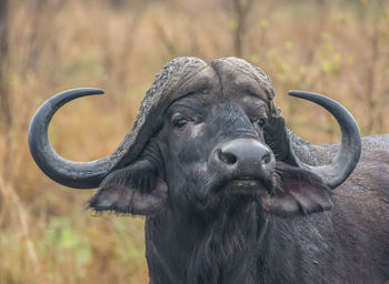 A wild buffalo in the kruger national park on south africa 