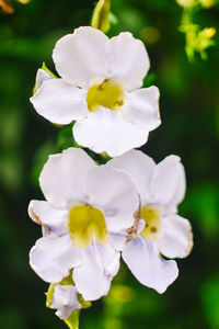 Close-up of fresh white flowers blooming outdoors