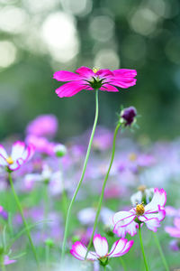 Close-up of purple flowering plant