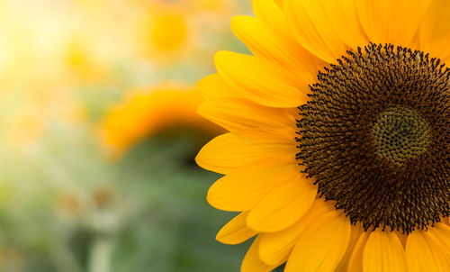 Close-up of yellow sunflower