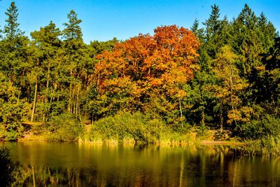 Scenic view of lake in forest against clear sky