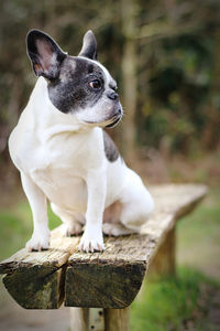 View of a dog sitting on wood