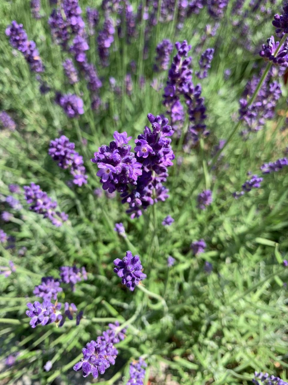 CLOSE-UP OF PURPLE LAVENDER FLOWERS