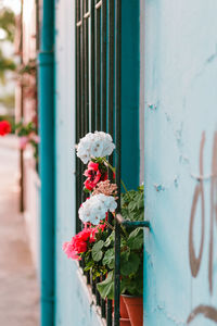Close-up of rose bouquet against built structure