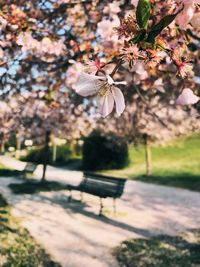 Close-up of cherry blossom tree in park