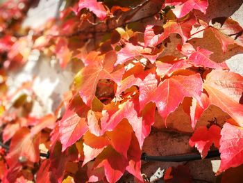 Close-up of leaves during autumn