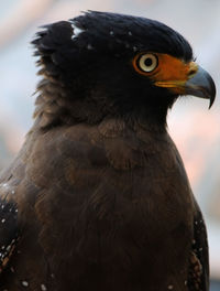 Close-up of eagle