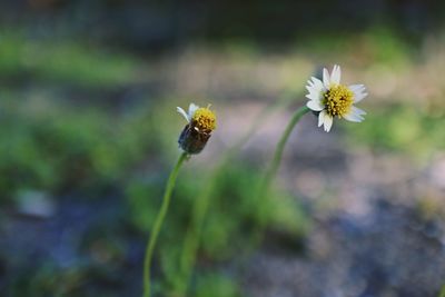 Close-up of insect on flower