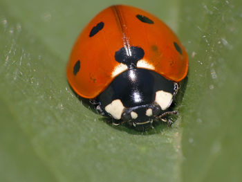 Close-up of ladybug on leaf