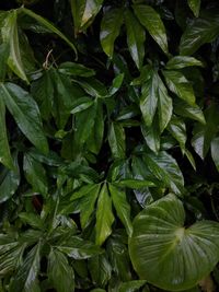 Full frame shot of green leaves