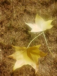 Close-up of yellow maple leaf on field