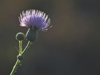 Close-up of flower against blurred background