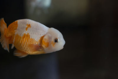 Close-up of fish swimming in sea