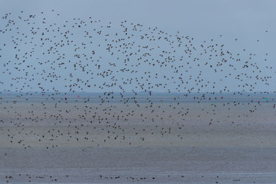 Low angle view of birds flying over sea