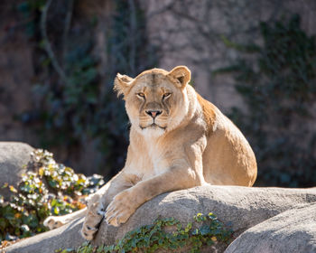 Lion relaxing on rock