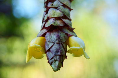 Close-up of plant growing outdoors