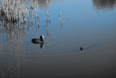 High angle view of ducks swimming in lake