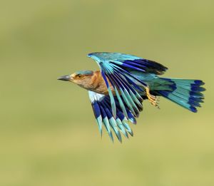 Close-up of bird against blue sky