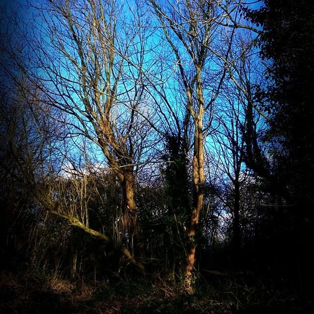 tree, bare tree, tranquility, branch, tranquil scene, tree trunk, nature, scenics, beauty in nature, growth, forest, sky, landscape, blue, non-urban scene, woodland, field, clear sky, outdoors, no people