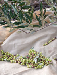 Close-up of plants