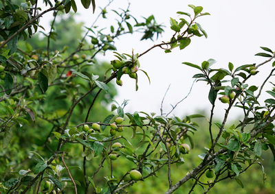 plant
